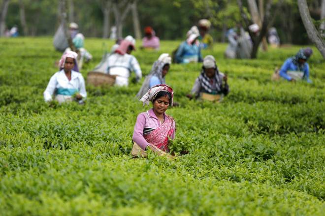 Tea Garden